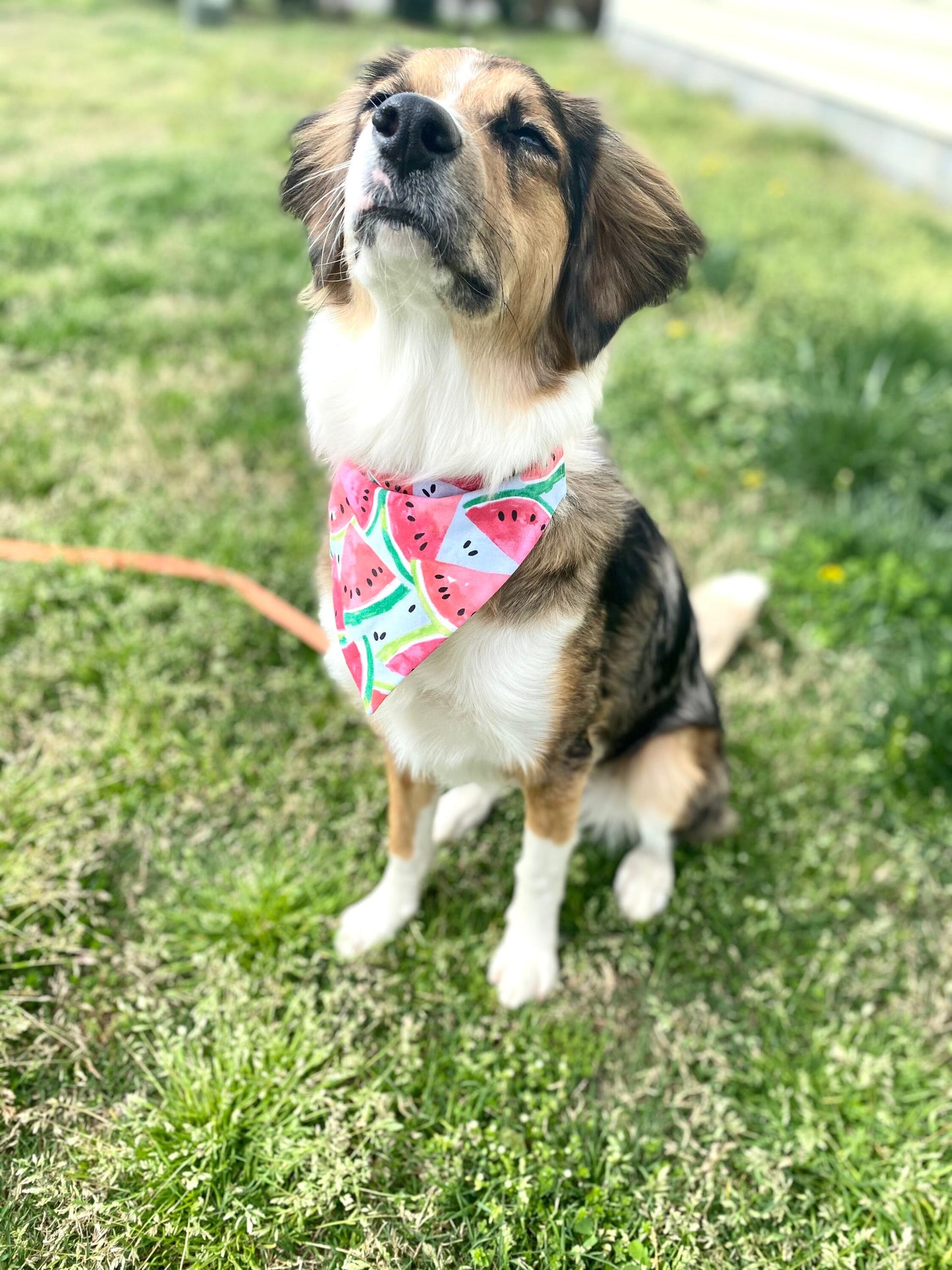 Watermelon Bandana - Slip on the collar